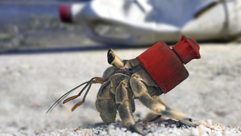 Eine Krabbe mit Plastikhut.