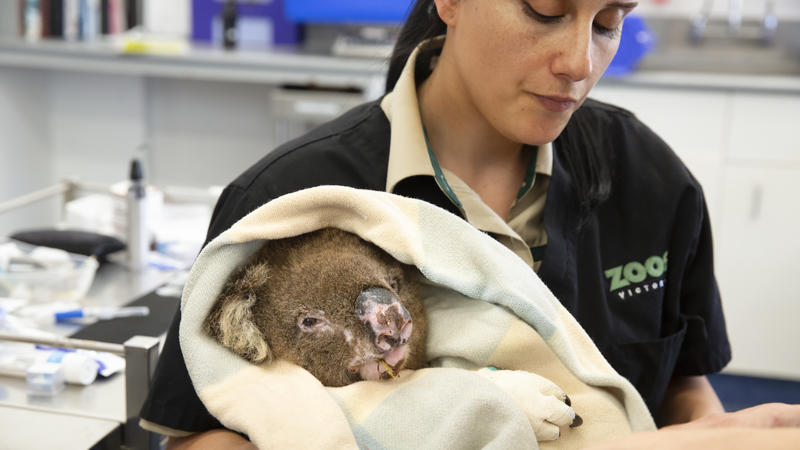 Koala in der Melbourne Zoo Vet Clinic