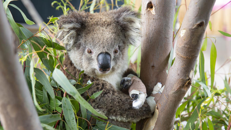 Koala erholt sich im Melbourne Zoo 