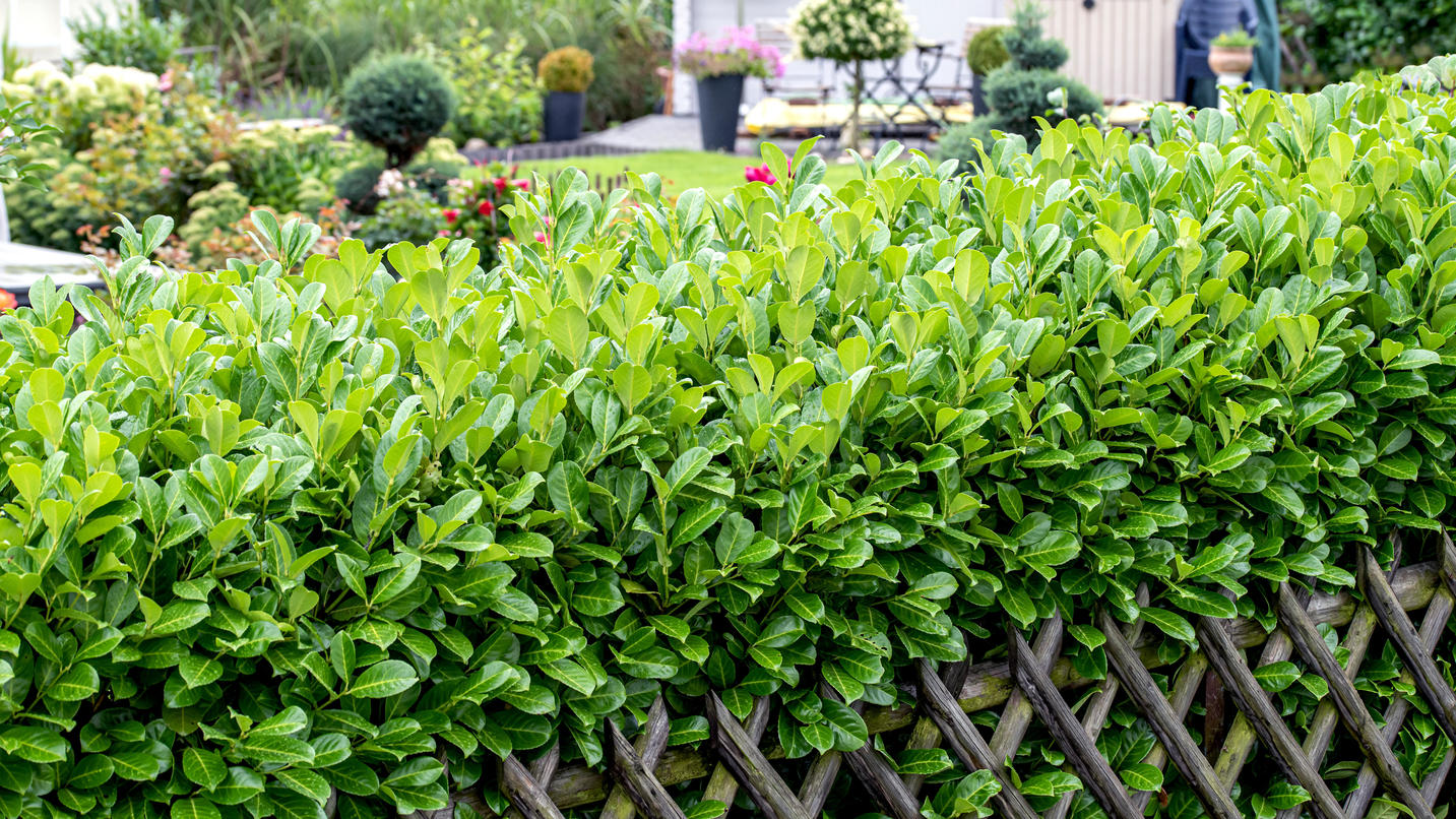 50+ Kirschlorbeer Hecke Verboten, Eine hochgradige vergiftung durch