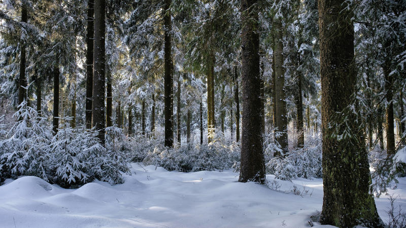  Winterlandschaft im Thüringer Wald am Rennsteig.