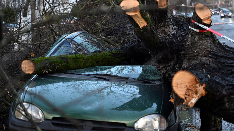 Sturm ANTONIA hat Bäume umgeworfen