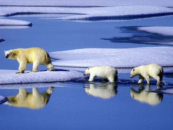 ARCHIV - Eine Eisbärenmutter marschiert mit ihren beiden Jungen auf Futtersuche über Eisschollen im Gebiet der Nordwest-Passage in Kanada (undatierte, neuere Aufnahme). Die Polkappen schmelzen, der Meeresspiegel steigt, und das Wasser tauender Gletsc