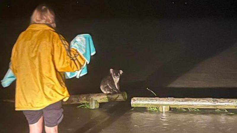 Ohne Hilfe des "Rescue Collective" wäre dieser Koala bei den Überschwemmungen in Brisbane, Queensland, vermutlich ertrunken.