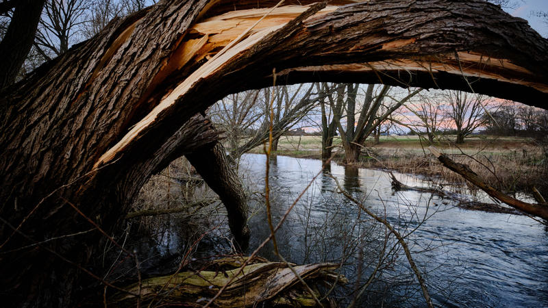 24.02.2022, Niedersachsen, Braunschweig: Ein von den Stürmen der letzten Tage abgeknickter Baum steht in der nördlichen Okeraue am Ufer der Oker, die nach starken Regenfällen Hochwasser führt. 