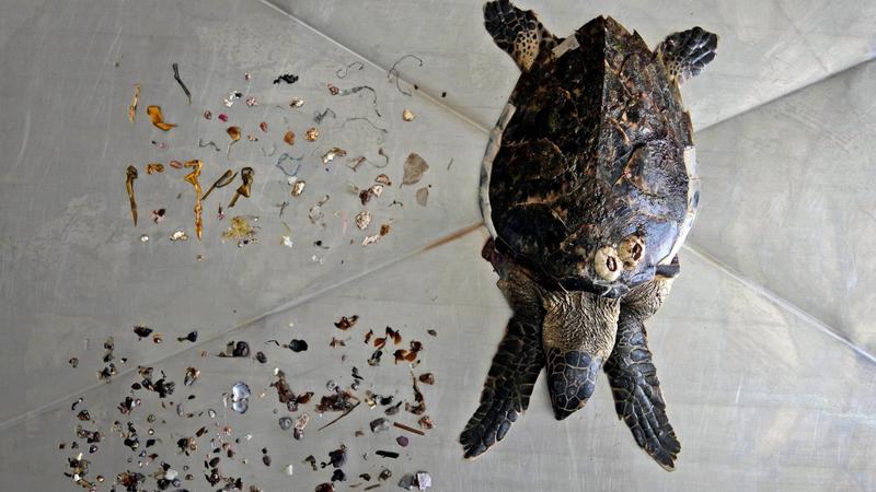 ARCHIV - 01.02.2022, Vereinigte Arabische Emirate, Kalba: Eine Echte Karettschildkröte, die an einem nahegelegenen Strand gefunden wurde, wird nach einer Autopsie zusammen mit Meeresmüll den sie gefressen hat, vor allem Plastik (oben) und Nahrungsmit