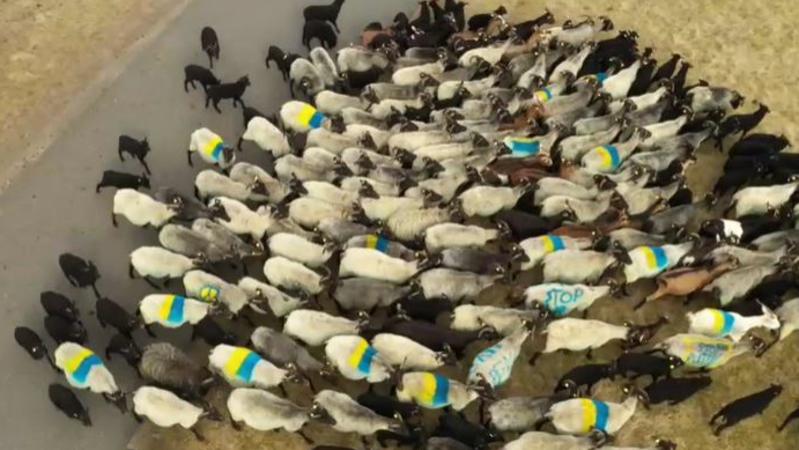 Schafe wollen Flagge zeigen und zu Spenden für die Menschen auf der Flucht vor dem Krieg in der Ukraine aufrufen