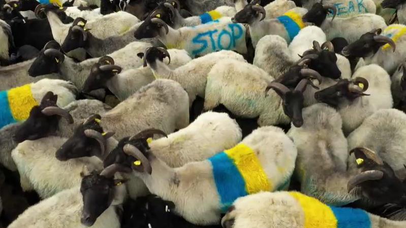 Schafe werden in Camp Reinsehlen bei Schneverdingen in der Lüneburger Heide in blau-gelb auf die Weide geschickt.