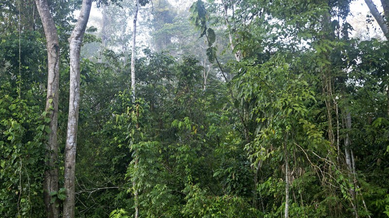 Dichte Vegetation im Amazonas Regenwald, Tambopata Naturschutzgebiet, Madre de Dios, Peru / Dense vegetation of the Amazon rain forest, Tambopata National Reserve, Madre de Dios, Peru