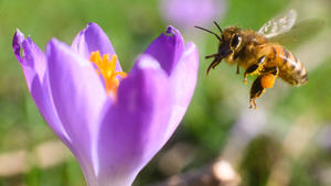 ARCHIV - 23.02.2022, Niedersachsen, Laatzen: Eine Biene fliegt neben einem Krokus (zu dpa «Sonne lockt Bienen nach draußen - Manche Imker beklagen hohe Verluste») Foto: Julian Stratenschulte/dpa +++ dpa-Bildfunk +++