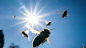 Biene fliegen im Sonnenschein