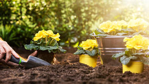Farmer's Hand Planting Flowers In Soil In Garden