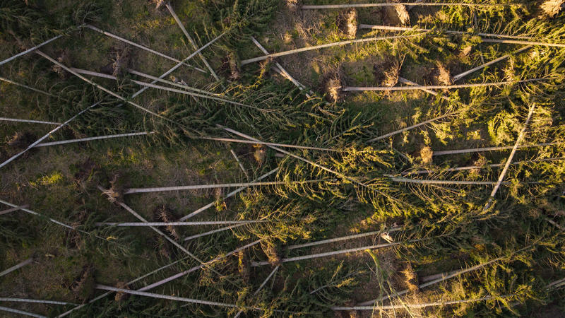 02.03.2022, Niedersachsen, Oechtringen: Durch die Stürme umgeworfenen Bäumen liegen auf dem Waldboden (Aufnahme mit einer Drohne). Die Stürme der vergangenen Wochen haben in den Wäldern einiges zerstört. Bevor die Temperaturen im Frühling klettern un