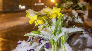 ID 263 Der Winter gibt nicht auf. Nach dem es im vergangenen Jahr im April schon fast sommerlich gewesen ist, herrscht dieses Jahr das komplette Gegenteil. Nix mit Sonne, Wärme seit Tagen hat der Winter das Zepter. Auch Freitagnacht schaute der Winter schon wieder in Ostdeutschland vorbei. In Sachsen schneite es gegen Mitternacht bis in tiefere Lagen. Oberhalb 400 Metern bildete sich eine dünne Schneedecke. Selbst in Annaberg-Buchholz. Ein sogenannter Kaltlufttropfen beschert ganz Europa eisiges Frühlingswetter. Das Kaltlufteis zog von Polen nach Deutschland. Generell sind die Wettergegensätze enorm. Moskau schwitzt die Tage bei 20 C, Rom friert bei nur 7 C. So ungerecht sieht die Wetterwelt derzeit in Europa aus. Übrigen