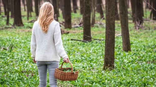 Woman holding basket with harvested wild garlic leaves in woodland. Harvesting ramson herb at springtime. Healthy lifestyle