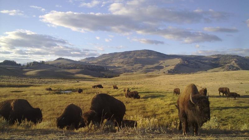 Yellowstone ist der älteste Nationalpark der USA - und die Heimat großer Bisonherden.  