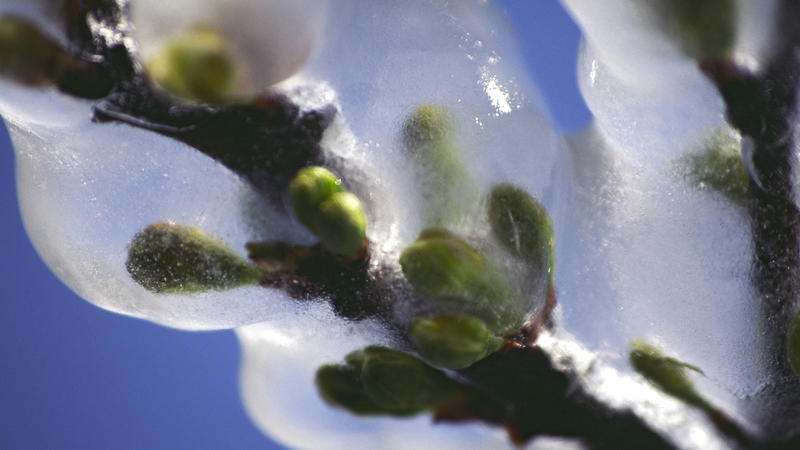 Obstbaumknospen werden durch künstliche Vereisung vor Nachtfrost geschützt. Tauen die Blüten unter der schützenden Eisschicht langsam auf, können Schäden vermieden werden (Schutzvereisung).