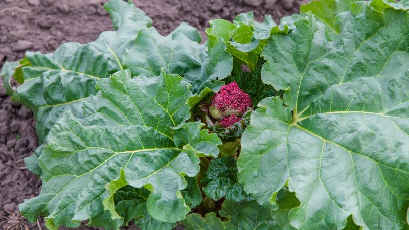 Rhabarberblüten sind essbar