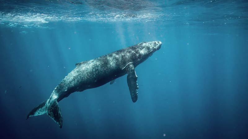 Wale beeinflussen das Ökosystem der Ozeane stärker als gedacht.