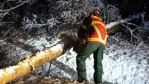 09.04.2022, Bayern, Elsenfeld: Die Feuerwehr ist bei Elsenfeld im Einsatz nach einem Wintereinbruch und beseitigt einen umgestürzten Baum. Zu zahlreichen Schneeeinsätzen mussten die Feuerwehren im Kreis Miltenberg in der Nacht zum Samstag ausrücken. Foto: Ralf Hettler/dpa +++ dpa-Bildfunk +++