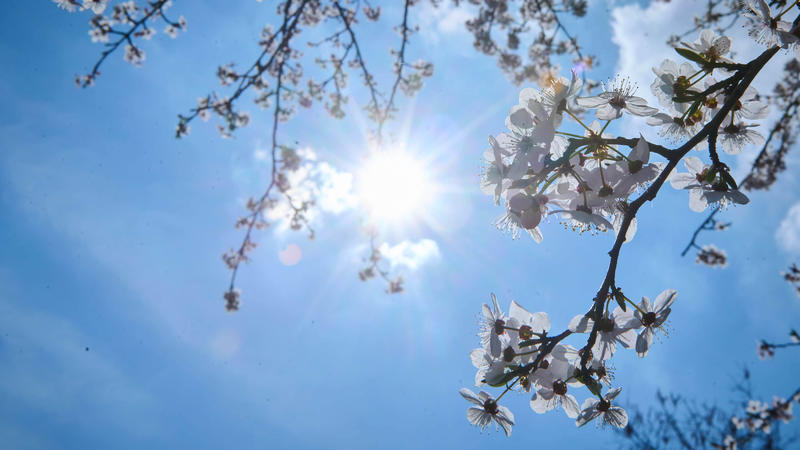 Sonne scheint durch einen blühenden Baum