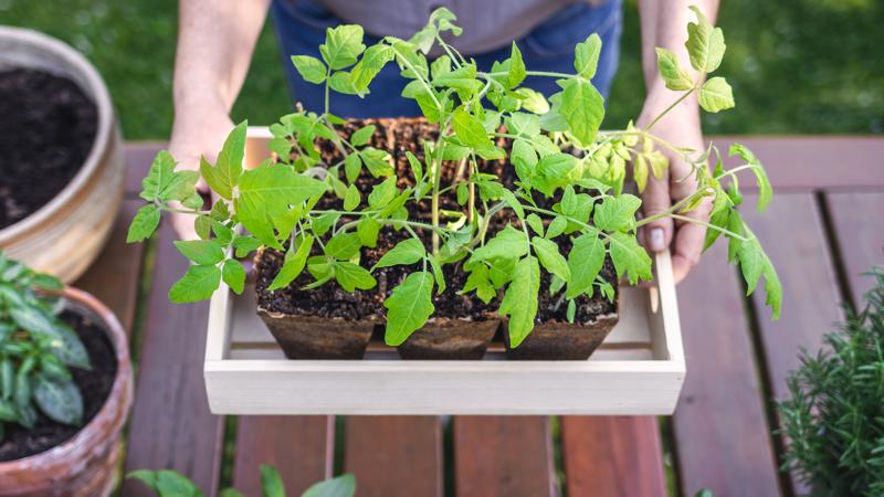 Tomaten brauchen ihren eigenen Pflanztopf, damit sie gut wachsen können.