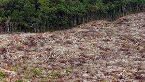 Abholzung der Regenwälder