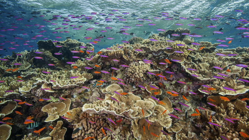 ARCHIV - 11.09.2017, Australien, Cairns: Auf diesem von der Great Barrier Reef Marine Park Authority zur Verfügung gestellten Foto schwimmen kleine Fische in den Gewässern des Ribbon Reef 10 in der Nähe von Cairns, Australien. 