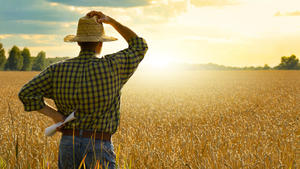 Farmer in straw hat stands at harvest ready wheat field || Modellfreigabe vorhanden
