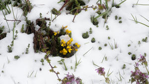 20.04.2022, Spanien, Pedrafita Do Cebreiro: Blumen sind in O Cebreiro, Galicien, mit Schnee bedeckt. Nach einer Osterwoche mit hohen Temperaturen und mitten im Frühling kehrt in Galicien, Nordwest-Spanien, der Winter mit Temperaturen unter Null zurück. Foto: Carlos Castro/EUROPA PRESS/dpa +++ dpa-Bildfunk +++