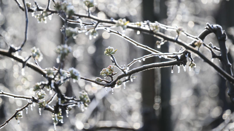 11.04.2022, Niedersachsen, Laatzen: Eine feine Eisschicht überzieht Apfelbäume in der Region Hannover