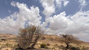 Israel, the Negev desert. Moringa Peregrina in Wadi Gov