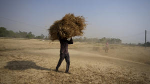 An Indian farmer carries wheat crop harvested from a field on the outskirts of Jammu, India, Thursday, April 28, 2022. An unusually early, record-shattering heat wave in India has reduced wheat yields, raising questions about how the country will balance its domestic needs with ambitions to increase exports and make up for shortfalls due to Russia's war in Ukraine. (AP Photo/Channi Anand)