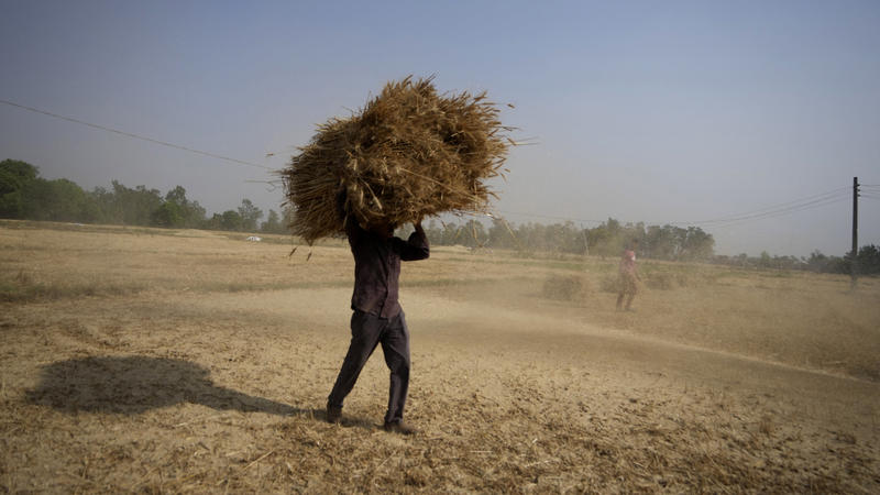 An Indian farmer carries wheat crop harvested from a field on the outskirts of Jammu, India, Thursday, April 28, 2022. An unusually early, record-shattering heat wave in India has reduced wheat yields, raising questions about how the country will bal