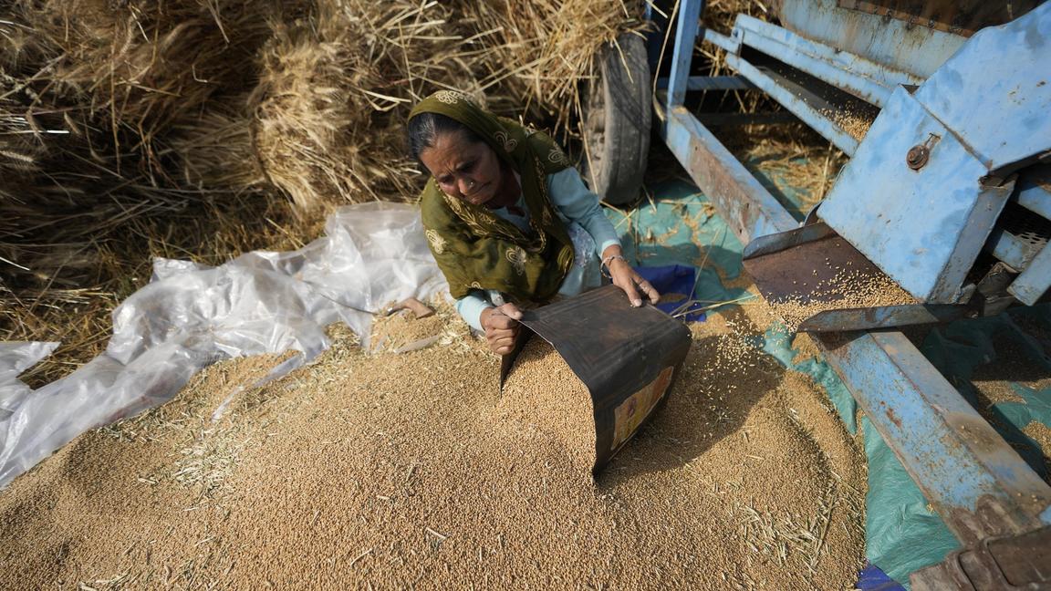 A woman sorts wheat harvested on the outskirts of Jammu, India, Thursday, April 28, 2022. India is in the throes of a record-shattering heat wave that is stunting wheat production. Climate change has made Indiaâ€™s heat wave hotter, said Friederike O
