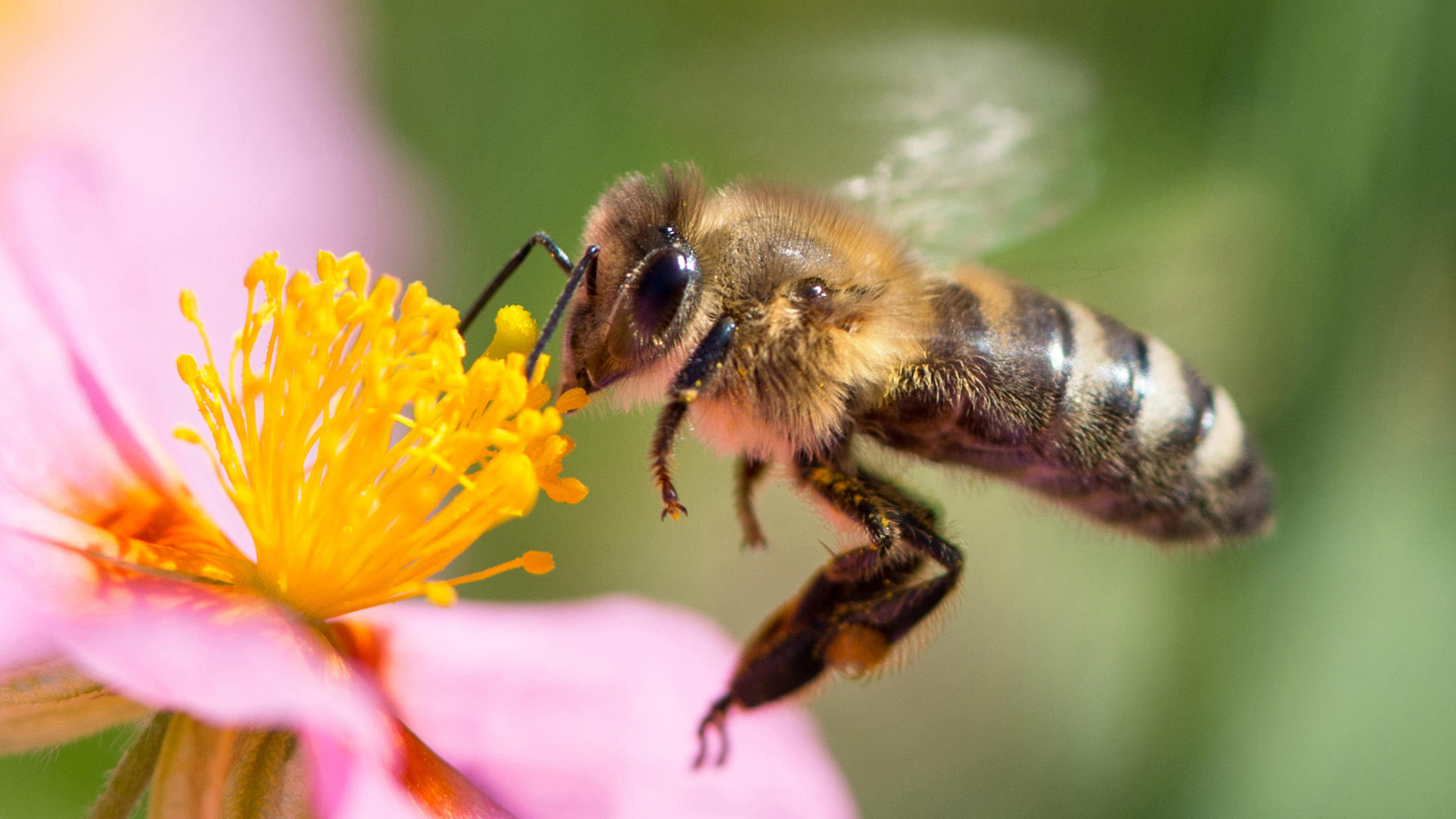 Viele Pflanzen brauchen die Bienen als Bestäuber im Frühling. (Symbolbild)