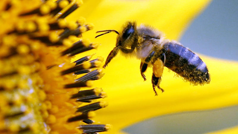 Bienen brauchen die guten Sonnenblumen - nicht die handelsüblichen F1 -Hybriden.