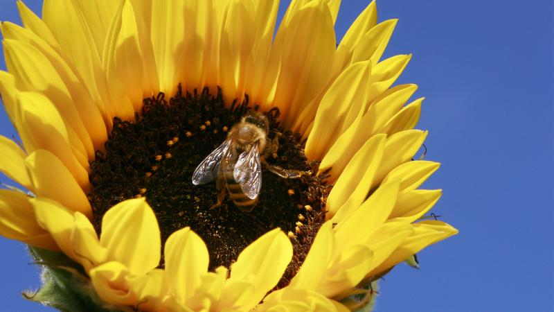 Eine Biene sammelt am Nektar aus einer Sonnenblume.