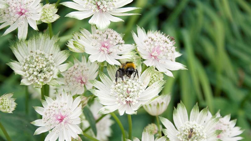 beautiful astrantia flowers with bumble bee. Focus on the flowers.