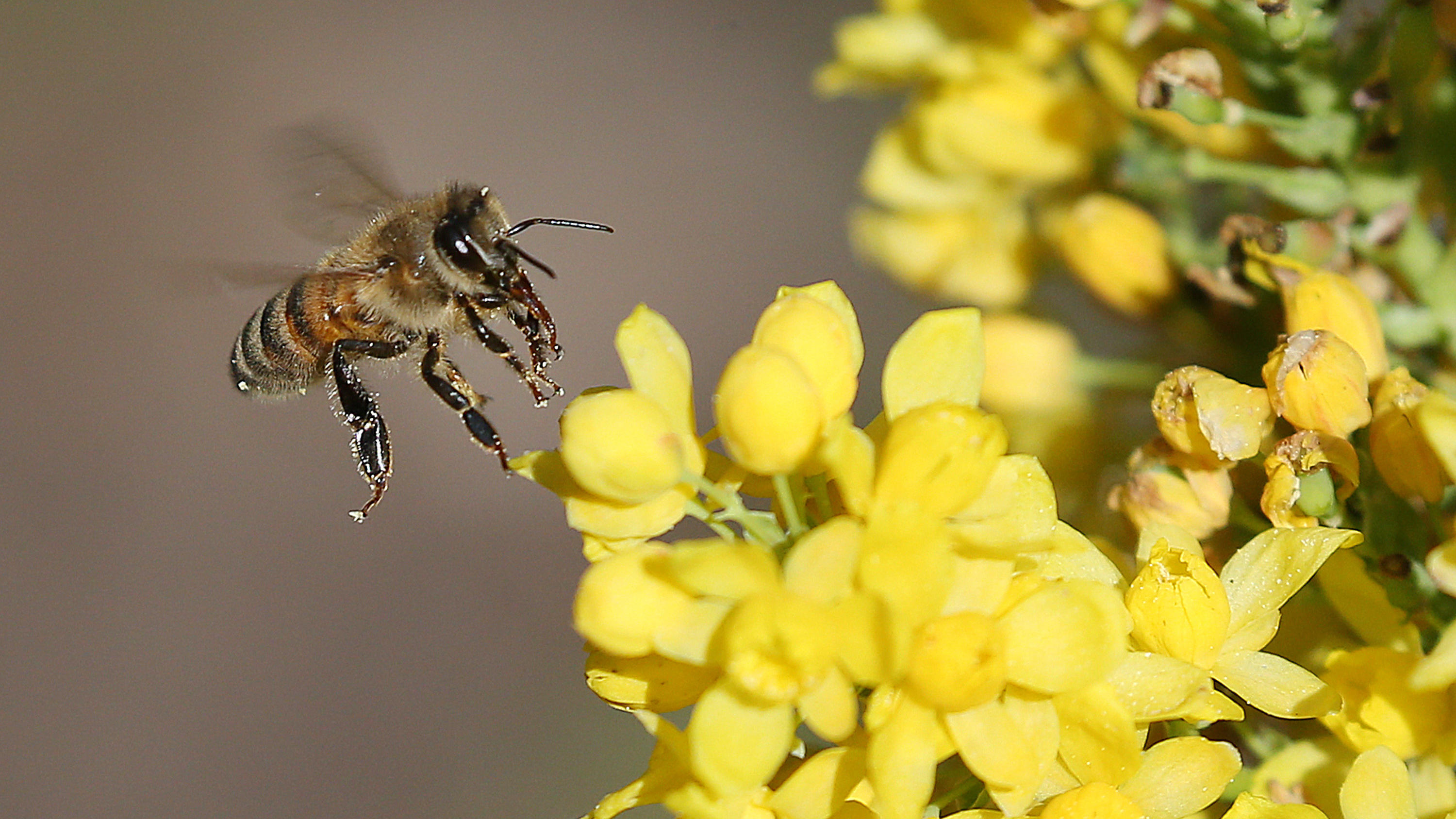 Eine Honigbiene fliegt die Blüten einer gewöhnlichen Mahonie, ein Berberitzengewächs, an, um Nektar zu sammeln. Nebenbei sorgt sie damit auch für die Bestäubung - in erster Linie bei Obstbäumen. Foto: Wolfgang Kumm/dpa +++ dpa-Bil