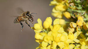 06.05.2022, Berlin: Eine Honigbiene fliegt die Blüten einer gewöhnlichen Mahonie, ein Berberitzengewächs, an, um Nektar zu sammeln. Nebenbei sorgt sie damit auch für die Bestäubung - in erster Linie bei Obstbäumen. Foto: Wolfgang Kumm/dpa +++ dpa-Bildfunk +++