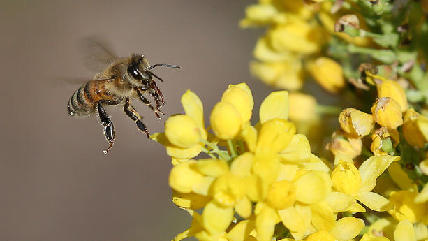 Viel wird geschrieben über das Bienensterben und was uns Menschen blüht, wenn die fleißigen Sammler nicht mehr all die Blüten ansteuern. Ein Forscher hat sich nun etwas ausgedacht, was wir mal frech ein Bienen-Bordell nennen. So läuft das.