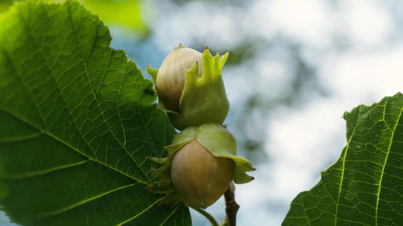 Bauernregeln für eine gute Nussernte