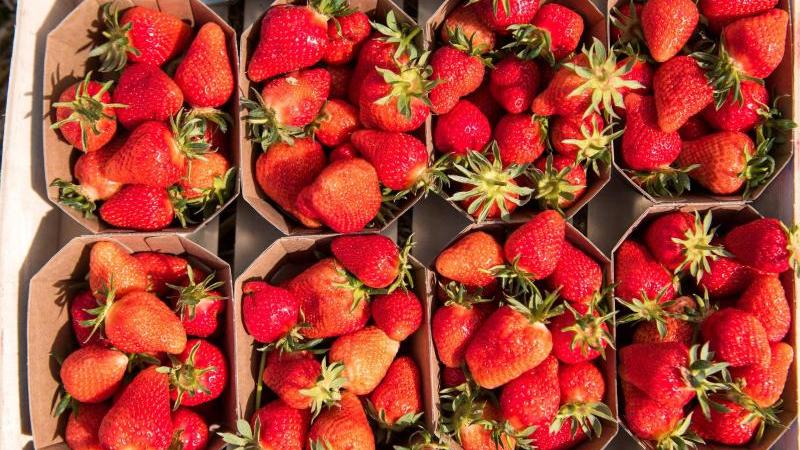 Erdbeeren riechen besonders gut, wenn sie reif sind.