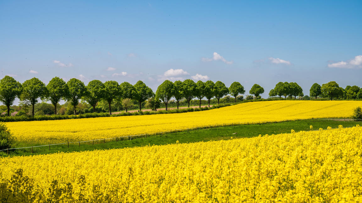 Blühendes Rapsfeld an einer Baumallee in Schleswig-Holstein vor blauem Himmel *** Rape field in bloom on a tree avenue in Schleswig Holstein against blue sky