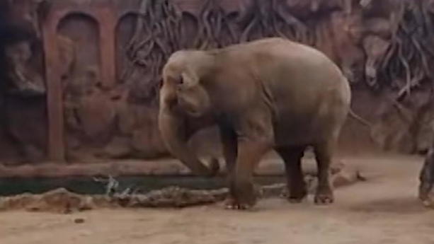 Ein Elefant steht vor einem Wasserbecken, trompetet, ist sichtlich nervös, scheint direkten Blickkontakt zu einem Tierpfleger suchen, der in der Nähe steht. Der begreift zunächst nicht, doch der Dickhäuter lässt nicht locker.