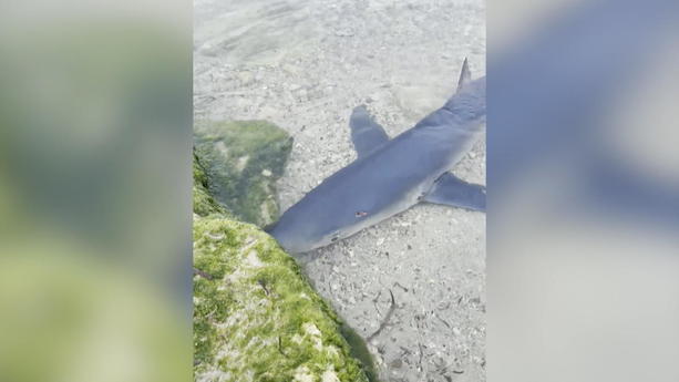 Der über zwei Meter lange Hai versetzte den Menschen einen ganz schönen Schrecken.