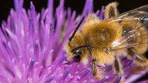 Dunkelfransige Hosenbiene, Braunbuerstige Hosenbiene, Raufuessige Hosenbiene, Rauhfuessige Hosenbiene (Dasypoda altercator, Dasypoda plumipes, Dasypoda hirtipes), saugt Nektar an Distel, Deutschland | Pantaloon Bee (Dasypoda altercator, Dasypoda plumipes, Dasypoda hirtipes), sucks nectar from a thistle flower, Germany