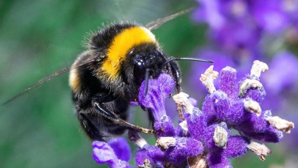 Summ, summ, summ – JA, Sommerzeit heißt auch Insektenzeit. Wir haben für Sie ein paar der „gefährlichsten“ gestreiften Tiere im wahrsten Sinne des Wortes unter die Lupe genommen. Doch sind Biene, Wespe und Co. denn überhaupt wirklich gef...