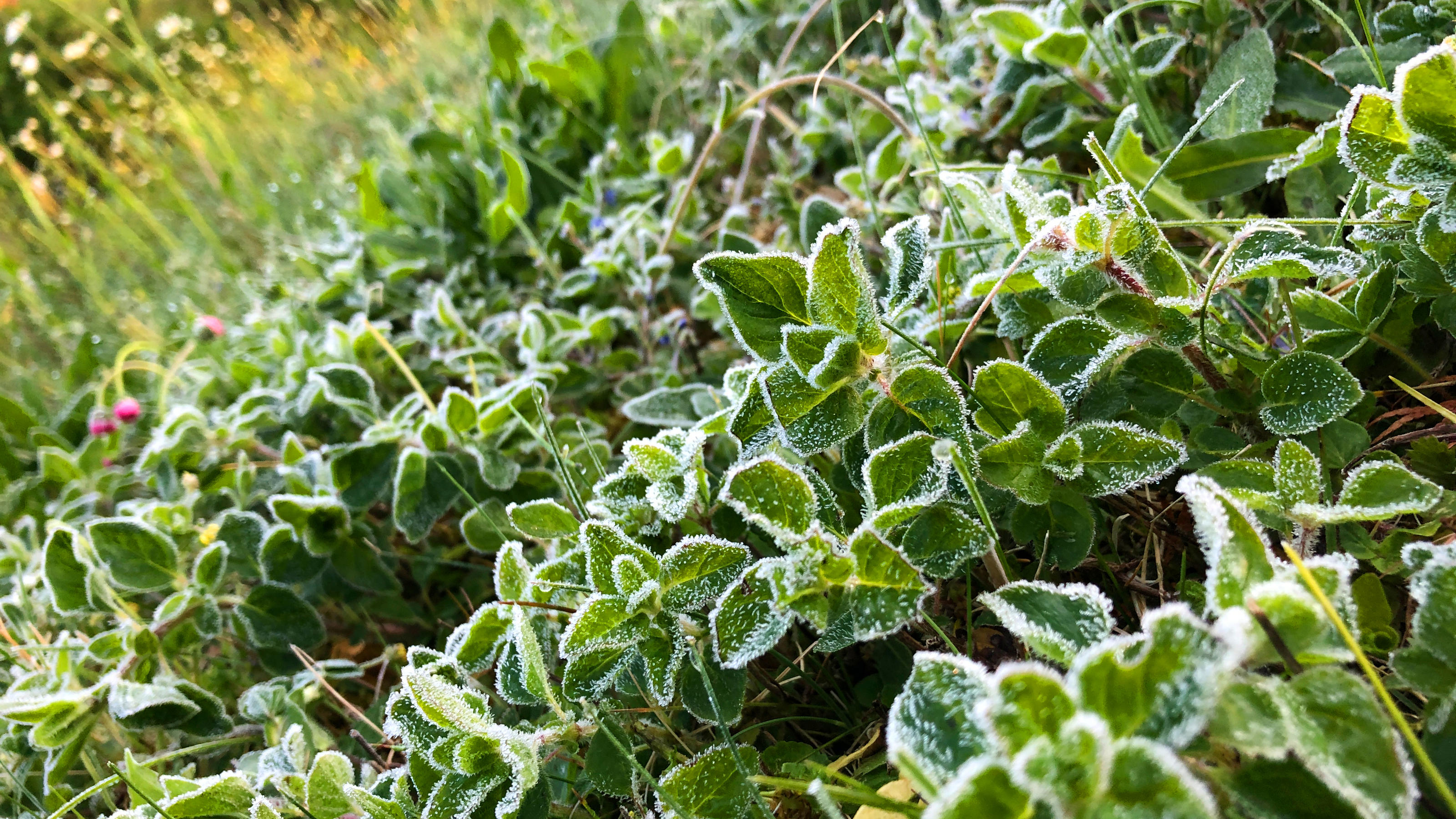 Mit Frost eingedeckte Pflanzen: Kurz vor dem Sommer kommt der Winter nochmal vorbei